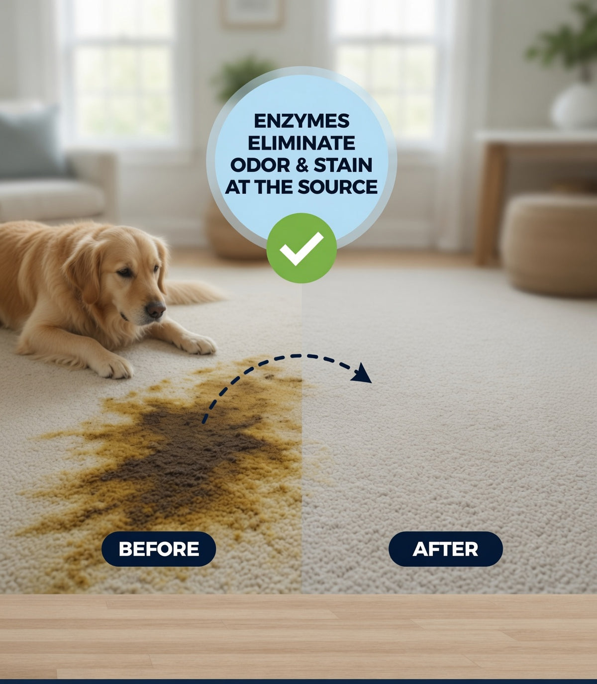 Before and after - stained odorous carpet, then clean and odor-free with Zaps It